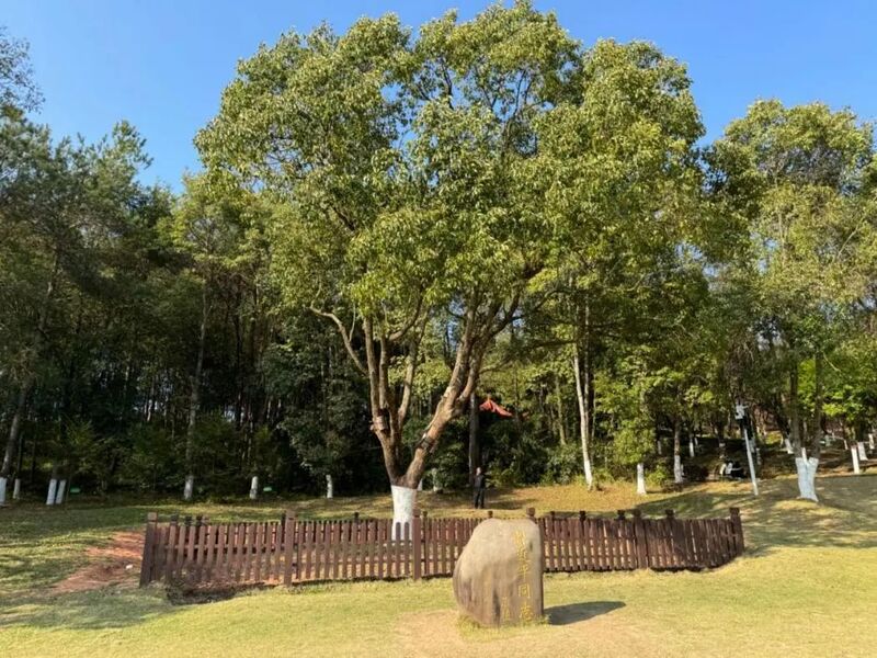 習(xí)近平同志為福建省長(zhǎng)汀縣水土保持科教園捐種的香樟樹。圖源：學(xué)習(xí)時(shí)報(bào)